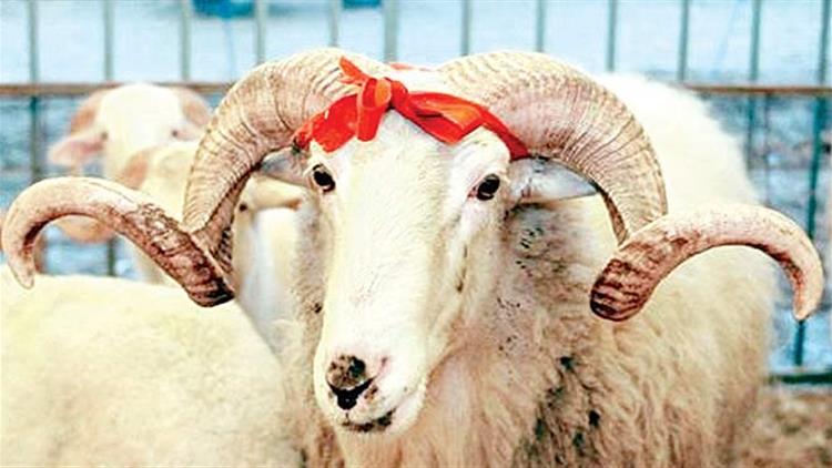 kurbanlik hayvanlarin ozellikleri